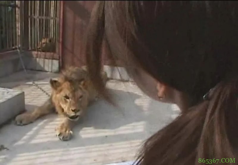 五百人同时大战场面见过吗 狮子面前打啪够刺激