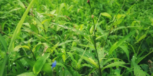 <?php the_title(); ?>