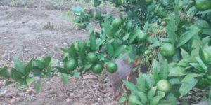 <?php the_title(); ?>