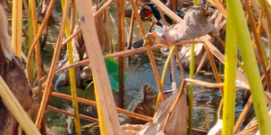 <?php the_title(); ?>