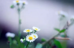 【众鑫娱乐】冷露无声湿桂花