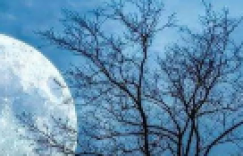 【众鑫娱乐】杏花