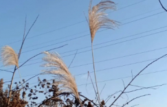 【众鑫娱乐】日光之下，并无新事