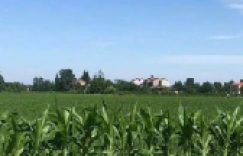 【众鑫娱乐】我的母亲