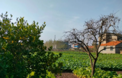 【众鑫娱乐】十一月的蓝