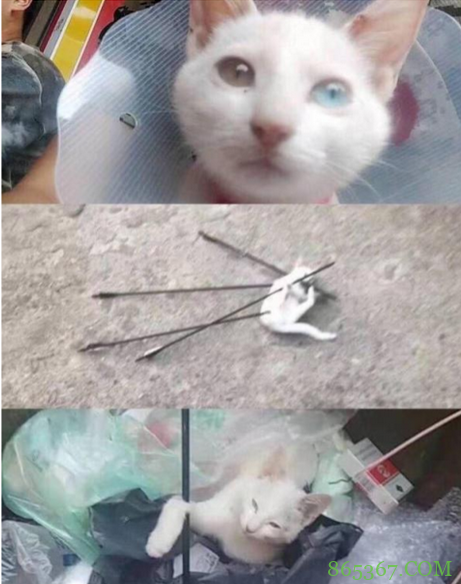 搞笑漫画《怒怼杀猫大一新生》 大一学弟射杀喵星人惨遭学姐暴打