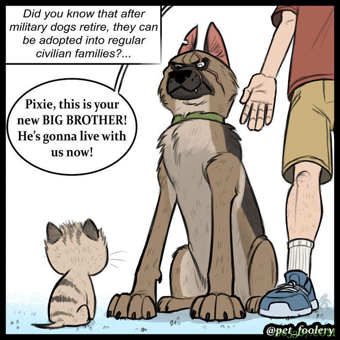 动物漫画《退役军犬与小猫咪》最新故事 布鲁托为猫咪操碎了心