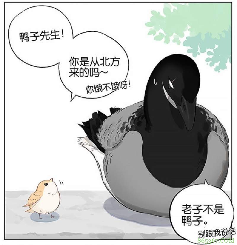 阿闷aman最新漫画《南方的鸟和北方的鸟》 黑雁被当鸭子“霸道总裁”十足
