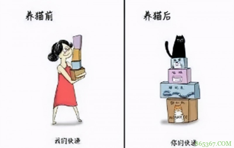 网友分享养猫前后的区别,感觉多了一位主子?痛并快乐着!