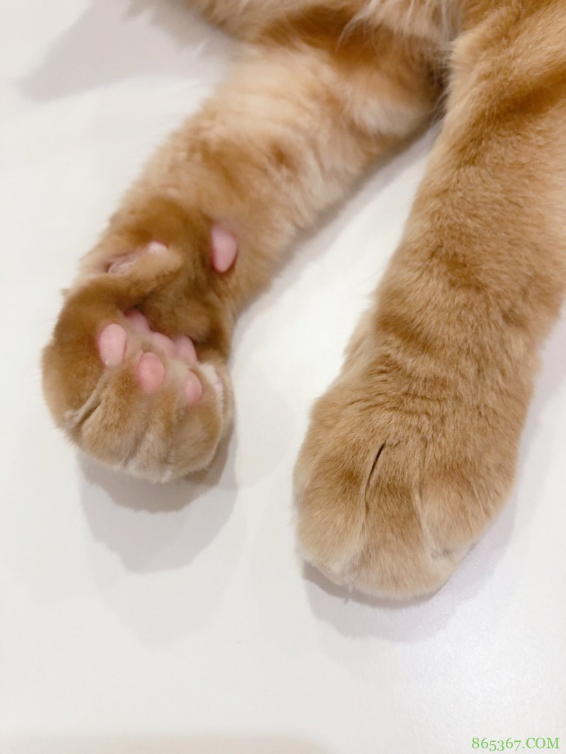 糟糕，40原老师最近都没咋画猫耳娘，而是专心晒猫了！