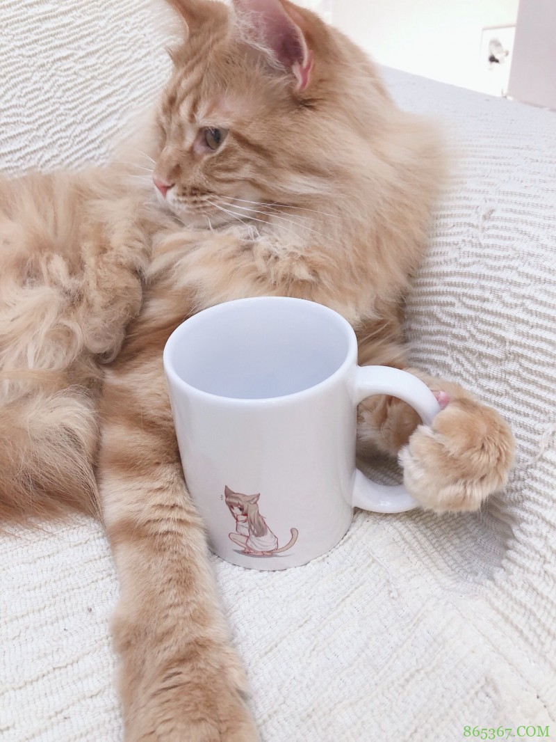 糟糕，40原老师最近都没咋画猫耳娘，而是专心晒猫了！