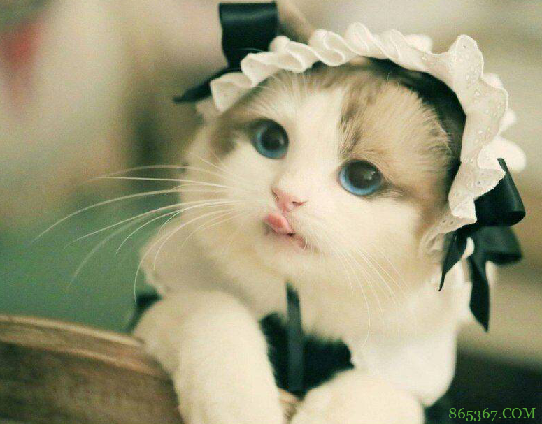 网友分享了一组“碧眼+猫耳+超短女仆装”的图,点进去发现上当了