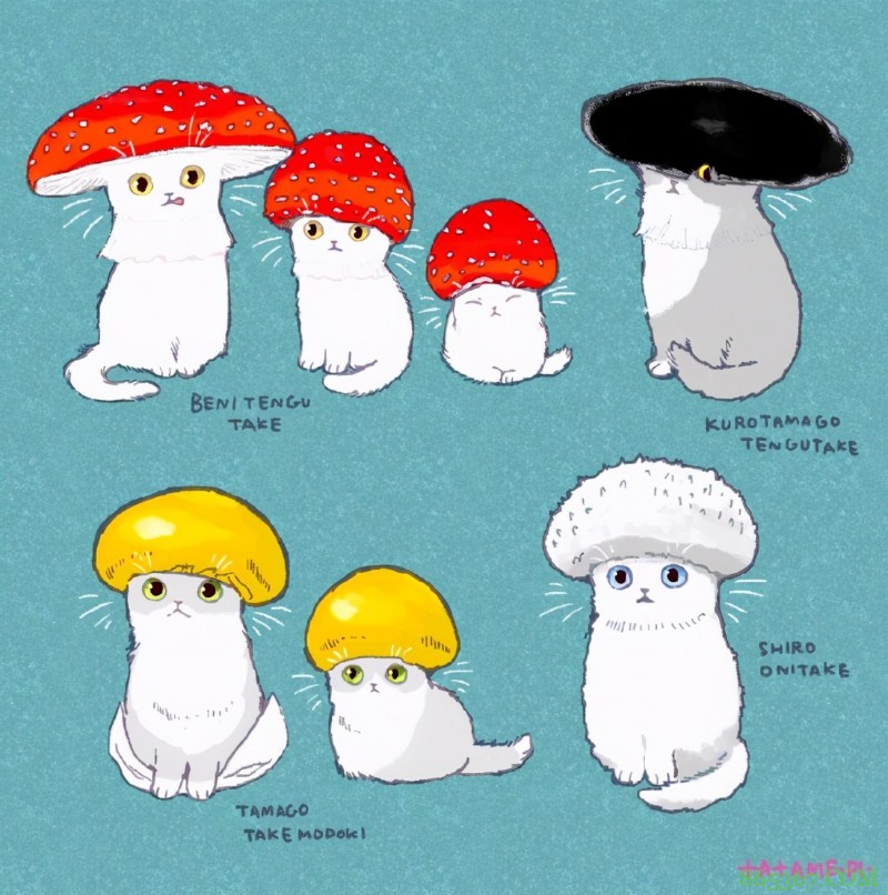 看多了猫耳娘，看看画师笔下的猫猫也挺好，多么可爱的生物啊