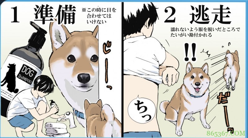 日本画师分享给狗狗洗澡的全过程，各种逃跑可太真实了