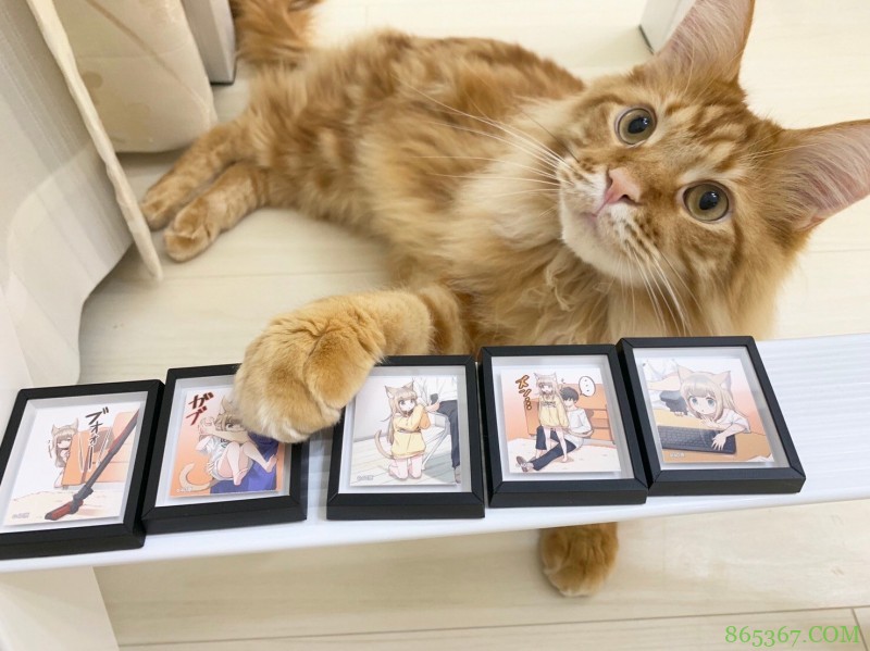 糟糕，40原老师最近都没咋画猫耳娘，而是专心晒猫了！