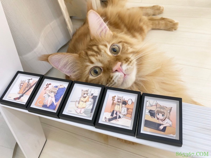 糟糕，40原老师最近都没咋画猫耳娘，而是专心晒猫了！