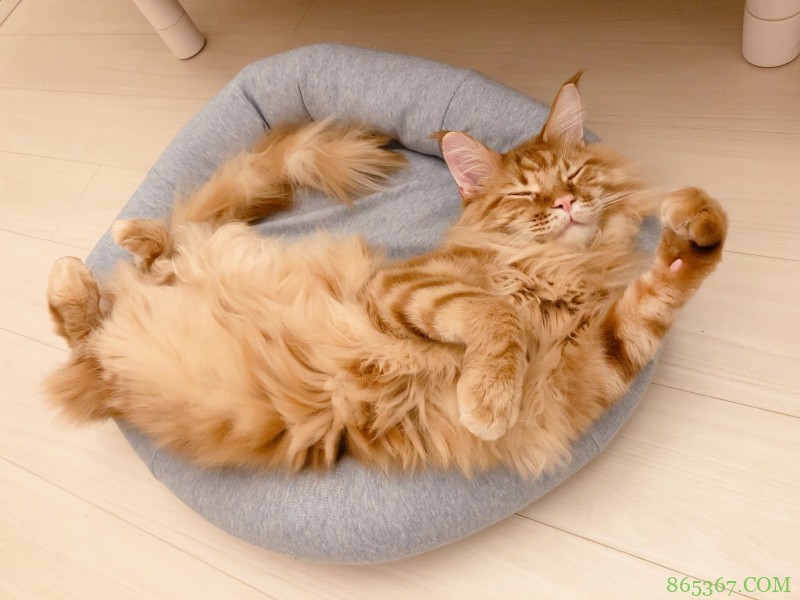 糟糕，40原老师最近都没咋画猫耳娘，而是专心晒猫了！