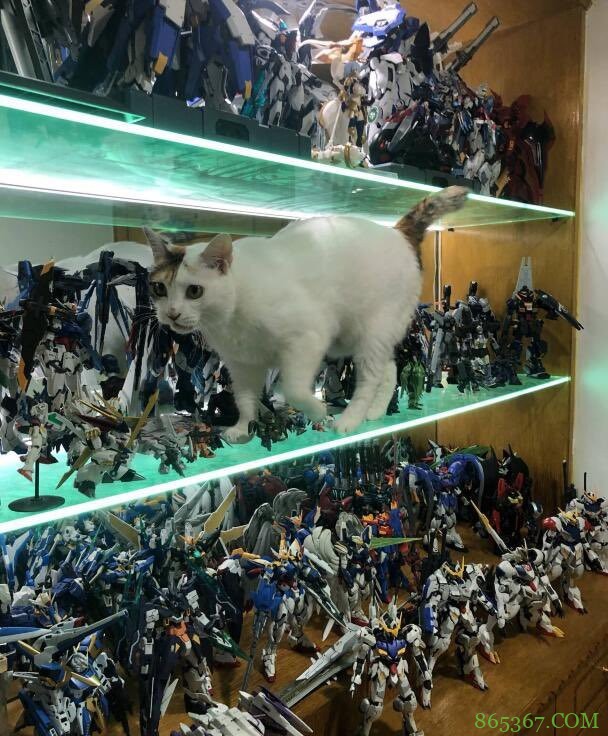 网友分享让手办爱好者心脏骤停的瞬间，比起小朋友，猫咪更可怕