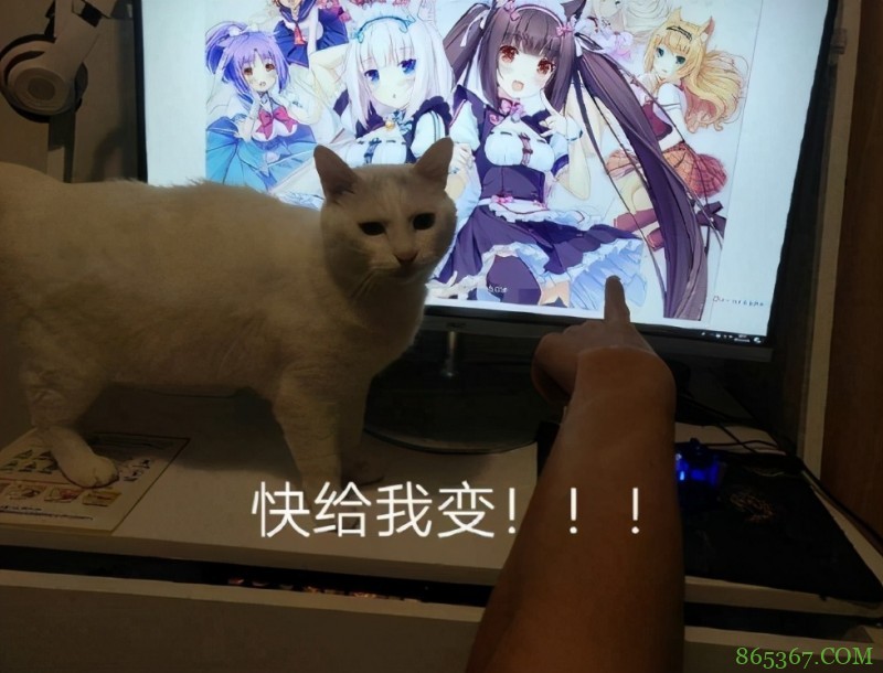 猫娘乐园出新游戏？猫咪们都变成了纯爷们，这下没法说给我变了