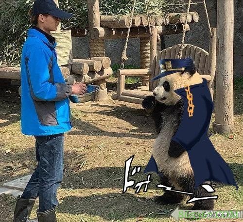 网友吐槽熊猫形似明日香，之前还说人家像JOJO的承太郎呢