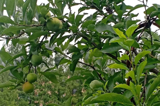 李子树及其它