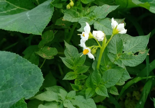 此时清风吹拂，像你爱我