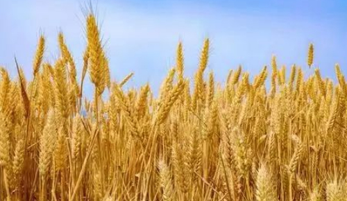 麦子熟了话“推磨”的图片 麦子熟了话“推磨”