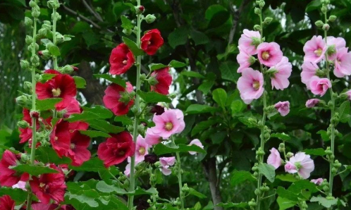 那些花儿（一）