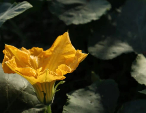 盛夏,晨逛乡野的图片 盛夏,晨逛乡野
