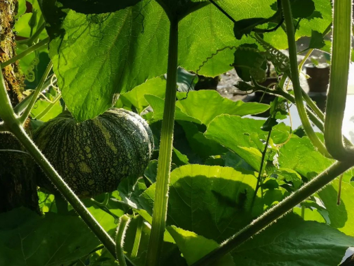 田园生活，先从种菜开始吧