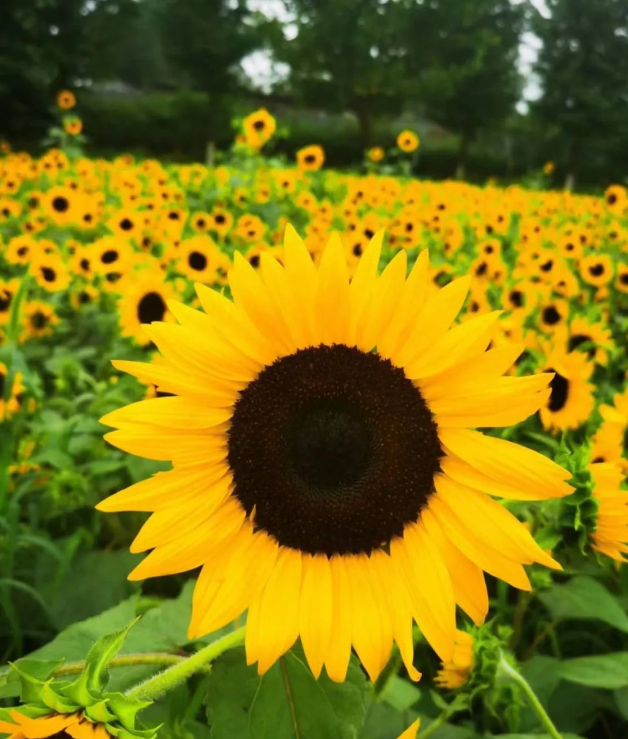 过好自己,亦是福气的图片 过好自己,亦是福气