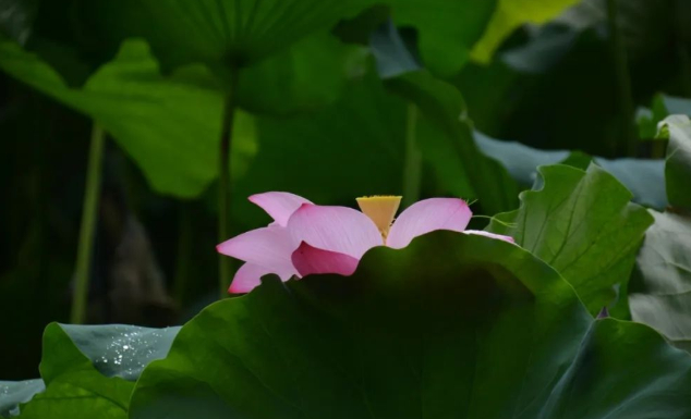 与你的笑容一模一样