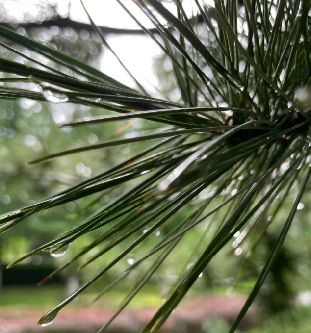 心若明朗,万物皆无需雕饰的图片 心若明朗,万物皆无需雕饰