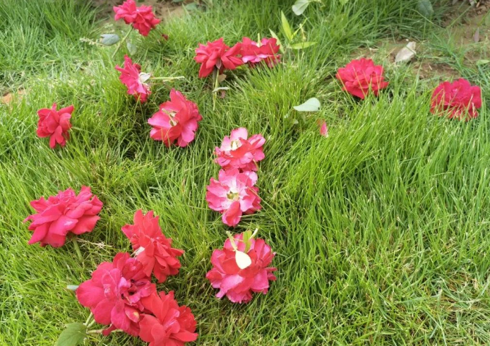 深夜为你放一束烟火的图片 深夜为你放一束烟火