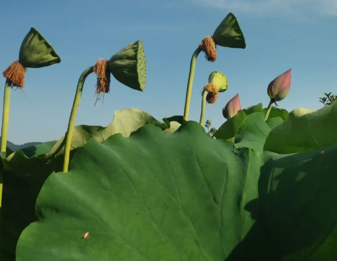 外甥一箱酒，换我一车农产品
