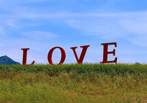 荞麦花开满圪梁梁