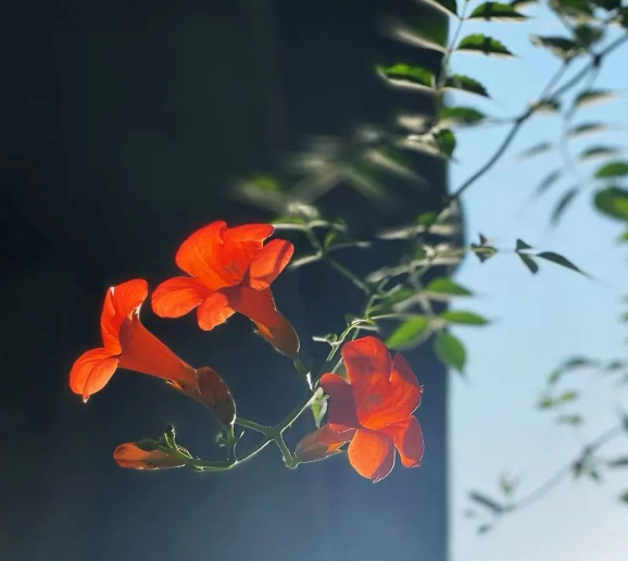 群主很生气,散场还是不散场?的图片 群主很生气,散场还是不散场?