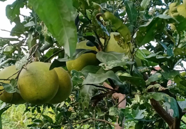 差不多就快秋天了的图片 差不多就快秋天了