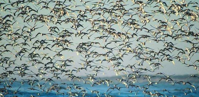 一只鸟死了，那些人还活在死的路上