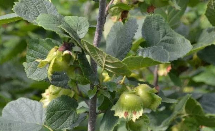 榛子树,我未见过的图片 榛子树,我未见过