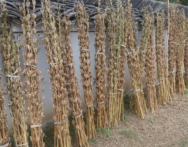 回首秋天,真好!的图片 回首秋天,真好!