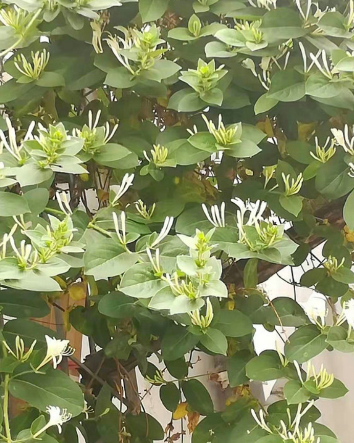 我想有个小院，养花、种菜