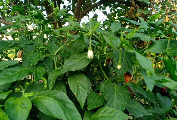 不值一提的植物们的图片 不值一提的植物们