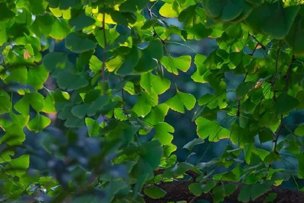 双节：碎片日记