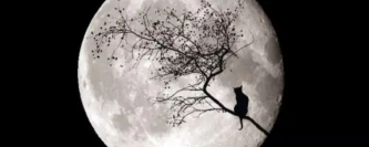 苏轼：那天我吃着月饼喝着酒，想着弟弟看着狗…