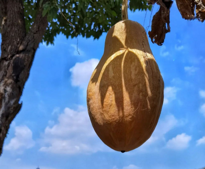 南瓜的图片 南瓜