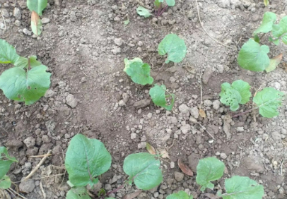 几度秋的图片 几度秋