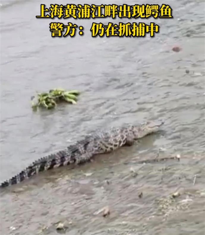 上海警方回应黄浦江畔出现鳄鱼，现实没你想的“萌”