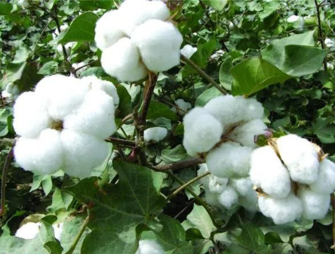 到了寒露,自是深秋的图片 第1张 到了寒露,自是深秋