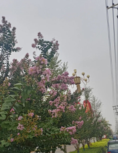 花园路紫薇绽放浪漫光彩